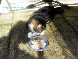 Homemade House Garden Crafts Savvy Homemade Cat Treats Homemade Homemade Cat Cat Treats