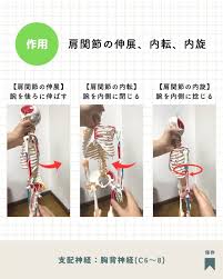 広背筋についてまとめたよー, #解剖学 #解剖生理学 #生理学 #筋肉 #筋トレ #ダイエット #ストレッチ #ヨガ #ヨガインストラクター #ピラティス #ピラティスインストラクター #パーソナルトレーニング #パーソナルトレーナー #インストラクター