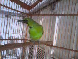 Cucak Ijo Bakalan Gacor Youtube