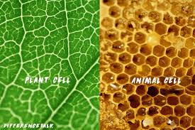 What is the difference between plant and animal cells? 9 Plant Vs Animal Cells Ideas Animal Cell Cell Plant Cell