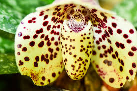 Image result for Orbea paradoxa