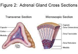 Endocrine Glands Their Hormones Basic Anatomy And Physiology Adrenal Glands Endocrine System Adrenal Cortex