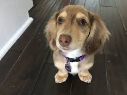 As discussed earlier, the dachshund was originally bred in two different sizes. Training A Miniature Dachshund Puppy To Listen To And Respect Her Family Dog Gone Problems
