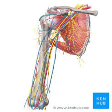 The mammalian heart contains four chambers connected to four major blood vessels. Major Arteries Veins And Nerves Of The Body Anatomy Kenhub