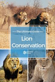 Lions Are In Danger Of Becoming Extinct Help As A Volunteer In Lion Conservation Wildlife Travel Volunteer Travel Wildlife Adventure