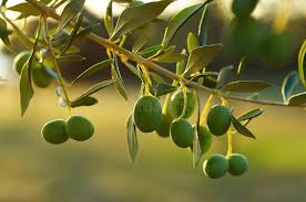 We are able to transplant olive trees ranging in sizes from 12 to 25 feet tall and from 6 to 14 feet wide. 64 947 Olive Tree Photos Free Royalty Free Stock Photos From Dreamstime