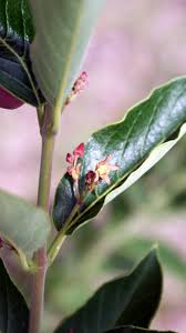 Image result for Tacazzea apiculata