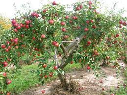 Pink Lady Pink Lady Apples Garden Supplies Hanging Garden