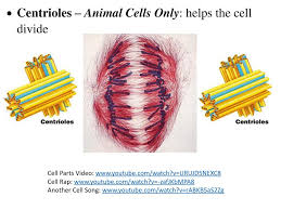 Check spelling or type a new query. I Parts Of A Eukaryotic Cell Ppt Download