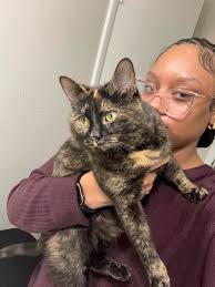 Lost 2 year old tortie cat in Red Bank