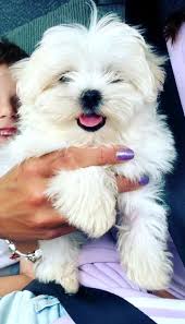 2021 satilik terrier maltese fiyatlari panosundaki pin