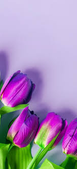 Solid color background wallpapers simple plain fresh colors collection, download neat and clean background images for your smartphone. Purple Tulips Flowers Light Pink Background 1242x2688 Iphone 11 Pro Xs Max Wallpaper Background Picture Image