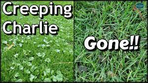 Borax contains boron, which is a mineral salt that all plants need at low. How To Get Rid Of Creeping Charlie With Results Diy Lawn Care Youtube