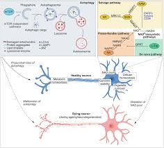 Autophagy–NAD+ axis: emerging insights into neuronal homeostasis and  neurodegenerative diseases - Frontiers