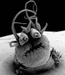 Nereis Sandersi Deep Sea Worm Living In Hydrothermal Vent Deep Sea Creatures Microscopic Photography Deep Sea