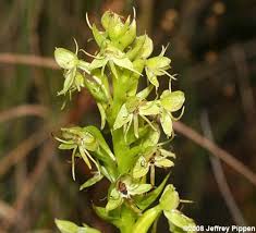 Image result for Habenaria disparilis