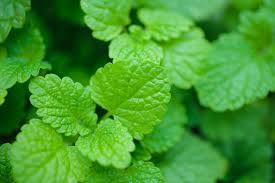 Image result for Melissa officinalis