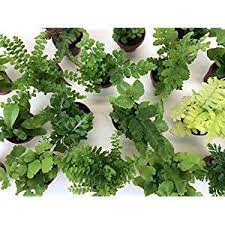 Super Micro Ferns