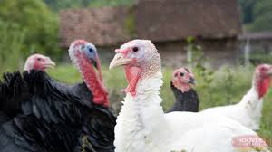 Cinnamon queen hens will begin laying at an earlier age than most other breeds, and they are excellent layers of large, brown eggs. Pheasants And Turkeys In The Backyard News From The Coop