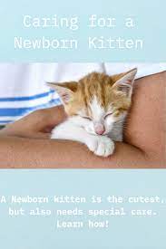 How To Care For A Newborn Kitten Newborn Kittens Newborn Care Kitten