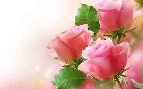 We have 57+ background pictures for you! Love Rose Flower Wallpapers Wallpaper Cave