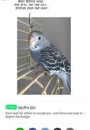 A Budgie S Life Webtoon Budgies Webtoon Manhwa Manga
