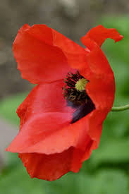 Beautiful Black And Yellow Flowers Pin By Mary On P O P P P P P I E S Beautiful Flowers Poppy Flower Red Flowers