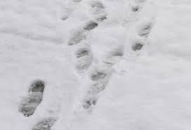 Om 21:00 uur vindt de openingswedstrijd plaats. Politie Vat Dief Door Voetafdrukken In Sneeuw Het Belang Van Limburg Mobile