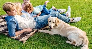 10 lbs treats 5,000 sq. Lawn Insect Pest Control Services In Dayton Oh