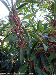 Image result for Ilex mitis