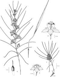 Image result for Asclepias buchwaldii