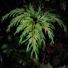 Image result for Selaginellaceae