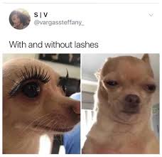 If You Re Addicted To Memes Get Your Shot Here 28 Memes Dogs Say Or Think The Darndest Things Here Are Some Funny Animal Memes Funny Pictures Animal Memes