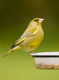 British Birds With Yellow Feathers Pin By Luringscent On Birds British Garden Seashore And Open Space Birds Finches Bird Backyard Birds Common Birds