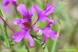 Image result for Onagraceae