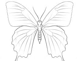 Gambar bunga ungu hewan warna kupu kupu coretan sketsa. Pin Oleh Rahma Di Kupu Kupu Di 2021 Menggambar Kupu Kupu Kupu Kupu Gambar