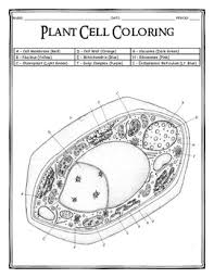 Animal and plant cell diagram worksheet answers. Plant Cell Coloring By Dustin Hastings Teachers Pay Teachers