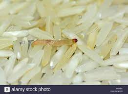 Worm On Rice Grains Stock Photo Alamy