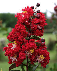 While many garden plants droop and wilt from summer's heat and humidity, crape myrtle thrives and puts on a spectacular flower show! Yard Garden Outdoor Living Items These Are Small Starter Plants Crape Myrtle Red Rocket Plants Seeds Bulbs