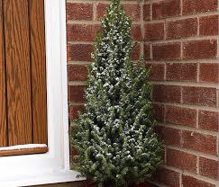 Light up potted cactus urban outfitters everything that i want. How To Prune A Christmas Tree Pruning Thompson Morgan