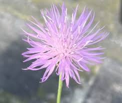 Image result for Centaurea praecox