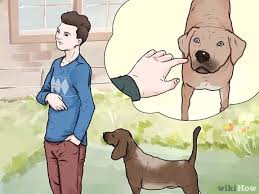 Now, this is the best time you can give him some attention towards you and stare towards him. How To Punish A Dog 11 Steps With Pictures Wikihow