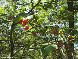 Due to the introduction of many different fruit varieties, louisiana now has many orchards growing apples, peaches, and many other fruit trees. Mexican Plum Prunus Louisiana Native Plant Society Facebook