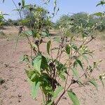 Image result for Blainvillea gayana