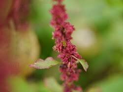 Image result for Rumex nepalensis