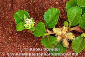 Image result for Acanthospermum australe