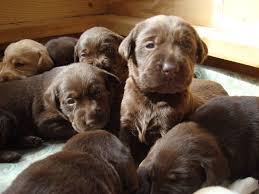 New england lab rescue added a new photo to the album: Puppies For Sale Lab Puppies For Sale Lab Puppies Puppies Rescue Puppies