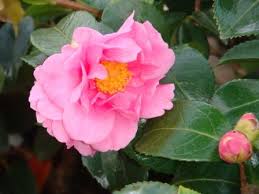Camellia Sasanqua Winter S Joy Blooms Winter Spring Nw Specific Dwarf Option 2in Tall Plant List Bloom Camellia