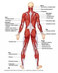 Antique chart of the muscular system by gustave h michel. Muscle Diagram Unlabeled Human Body Anatomy