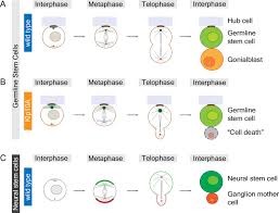 Although it is generally the case that biological cells are too small to be seen at all without a microscope, there are exceptions as well as considerable range in the sizes of various cell types. Cell Division Sibling Cell Size Matters Elife